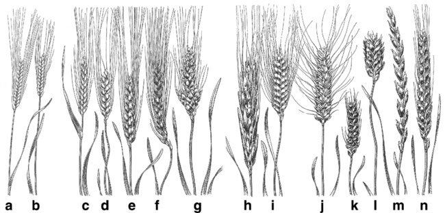 Les différentes catégories du blé