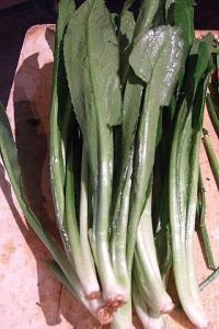 coriandre mexicaine