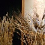 musée blé tendre blé dur