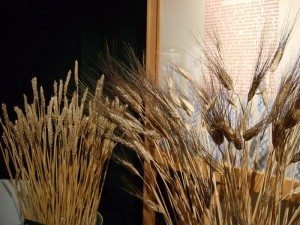 musée blé tendre blé dur